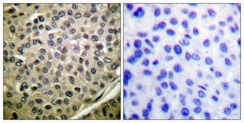 Stat4 (phospho Tyr693) rabbit pAb