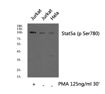 Stat5a (phospho Ser780) rabbit pAb