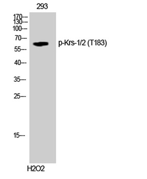 Krs-1/2 (phospho-Thr183) antibody