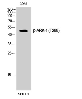ARK-1 (phospho-Thr288) antibody