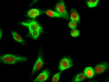 LKB1 (phospho-Ser428) antibody