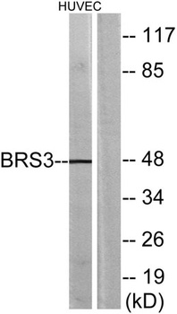 BRS-3 antibody