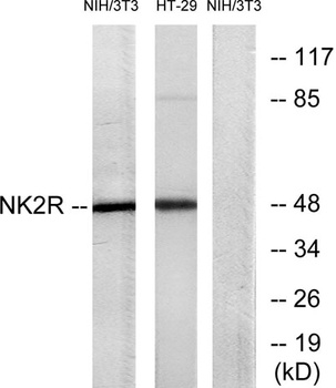 NK-2R antibody