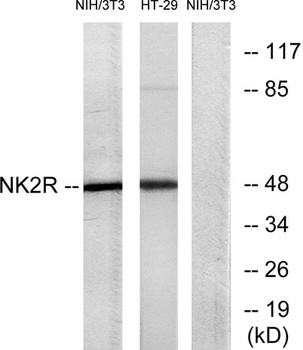 NK-2R rabbit pAb