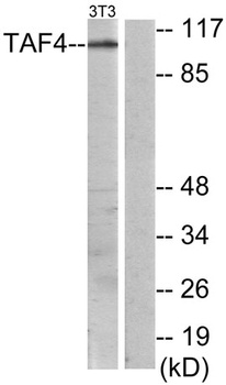 TAF II p135/p105 antibody