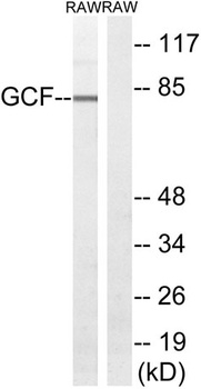 TCF-9 rabbit pAb