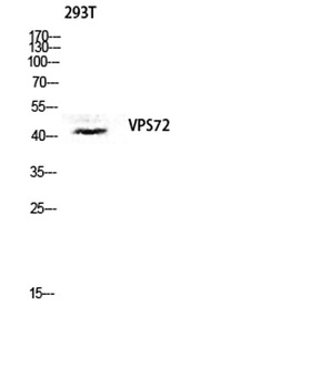 VPS72 antibody