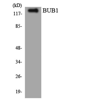 BUB1 rabbit pAb