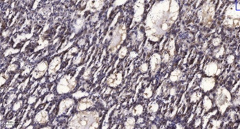 PRX II rabbit pAb Antibody