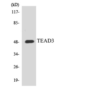 TEF-5 rabbit pAb