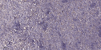 Tie-2 rabbit pAb