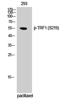 TRF1 (phospho Ser219) rabbit pAb