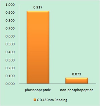 TRF1 (phospho Ser219) rabbit pAb Antibody