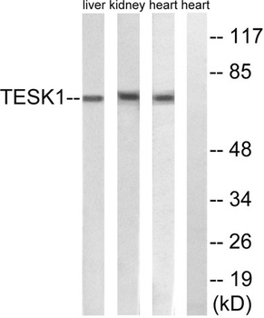 TESK1 rabbit pAb