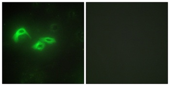 mtTFA antibody