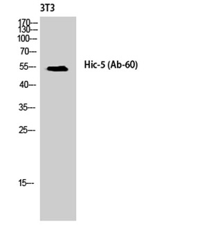 Hic-5 rabbit pAb