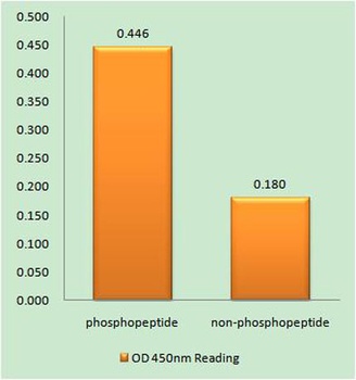 TGF beta RII (phospho-Ser225) antibody