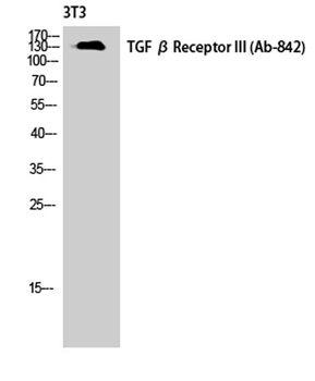 TGF beta RIII antibody