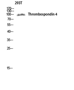 Thrombospondin 4 antibody