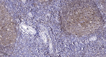 Claudin 5 antibody