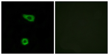 TNFα-IP 2 rabbit pAb