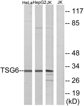 TSG-6 rabbit pAb