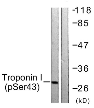 Troponin I-C (phospho-Ser43) antibody