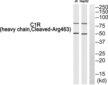 Cleaved-C1r HC (R463) rabbit pAb Antibody