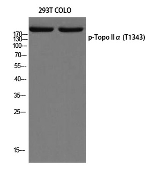 Topo II alpha (phospho-Thr1343) antibody