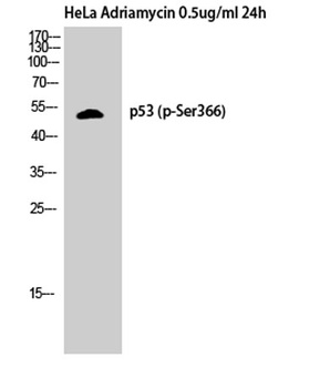 p53 (phospho-Ser366) antibody