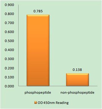 53BP1 (phospho-Ser25) antibody