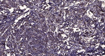 53BP1 rabbit pAb