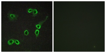 C3aR antibody