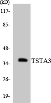 FX rabbit pAb Antibody