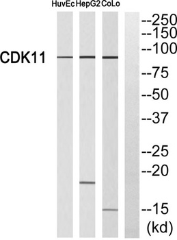 Cdk11A/B antibody