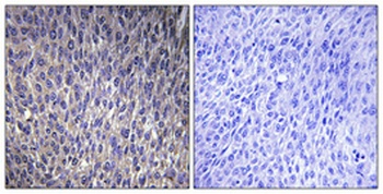 Ribosomal Protein L40 rabbit pAb