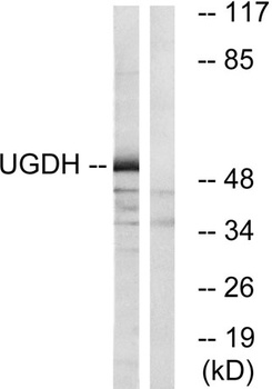 UDP-GlcDH antibody