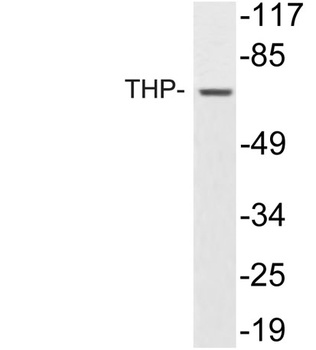 THP antibody