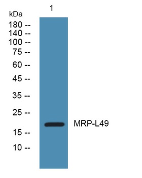 MRP-L49 rabbit pAb