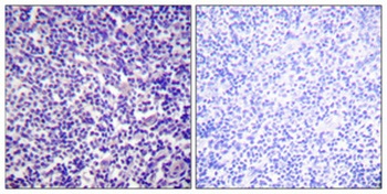 VASP (phospho Ser157) rabbit pAb