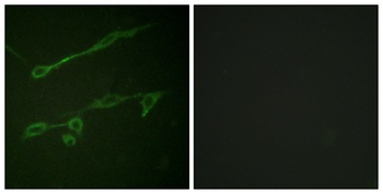 Vav2 (phospho Tyr142) rabbit pAb