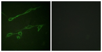 Vav2 (phospho-Tyr142) antibody