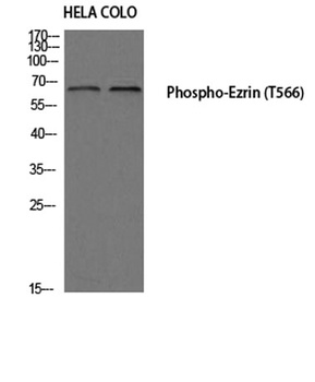 Ezrin (phospho Thr566) rabbit pAb Antibody