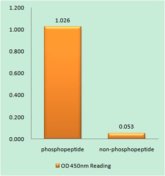 Ezrin (phospho Thr566) rabbit pAb Antibody