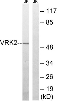 VRK2 rabbit pAb