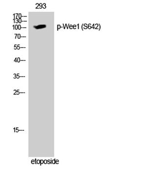 Wee1 (phospho-Ser642) antibody