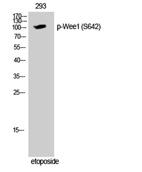 Wee1 (phospho Ser642) rabbit pAb
