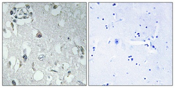 14-3-3 η rabbit pAb