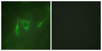 14-3-3 ζ/δ rabbit pAb