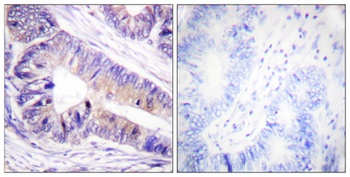14-3-3 ζ/δ rabbit pAb Antibody